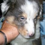M Merle Grey Body 600