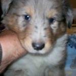 Male Blue Merle 600