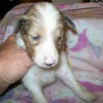 Female sable 900