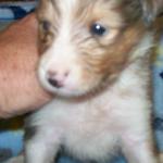 Sable Merle 900