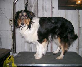 cryptic blue sheltie