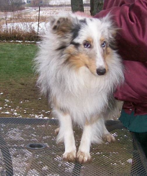 Cryptic blue sheltie clearance